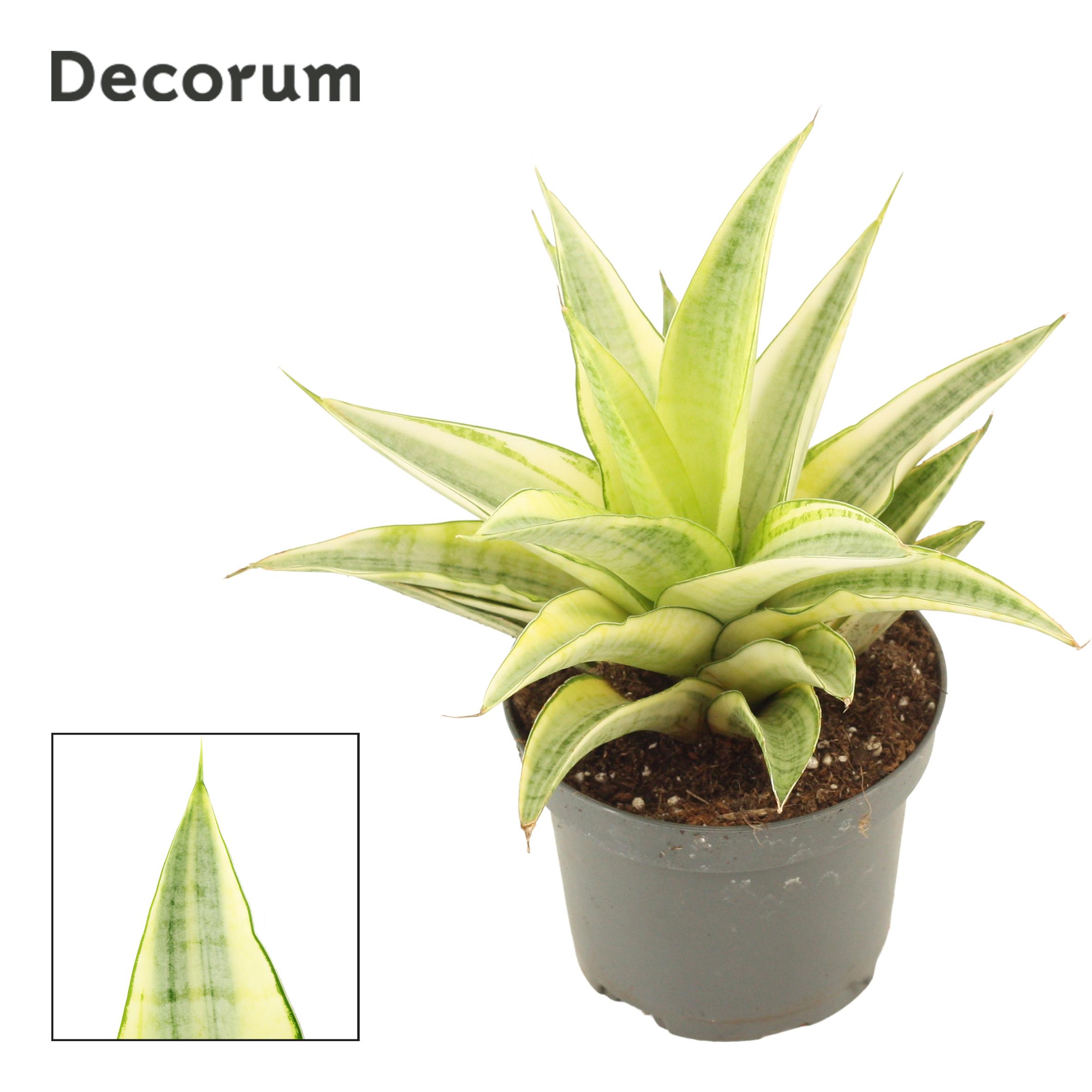 Горшечные цветы и растения оптом Sansevieria Gabriella Crown 9 Cm (decorum) от 12шт (для телеги) из Голландии с доставкой по России