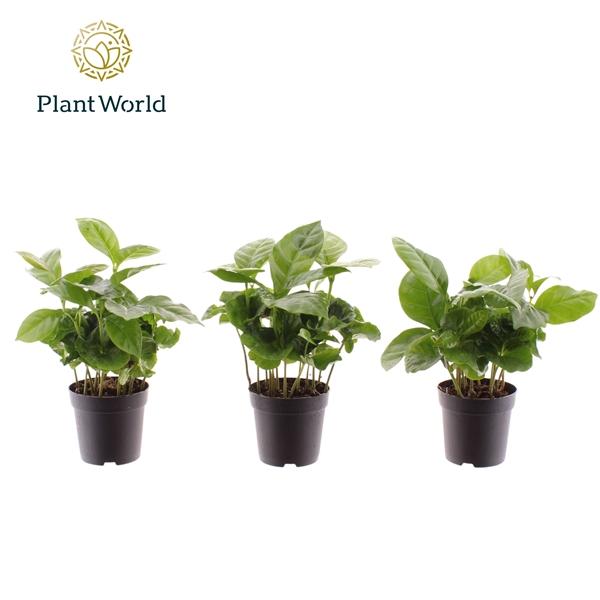 Горшечные цветы и растения оптом Coffea Arabica (decorum) от 16шт (для телеги) из Голландии с доставкой по России
