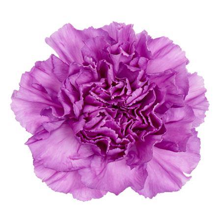 Срезанные цветы оптом Dianthus st moonlite от 80шт.. из Голландии с доставкой по России