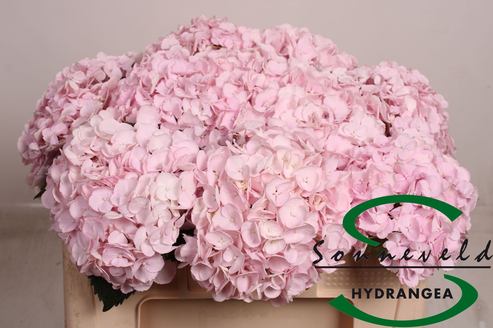 Срезанные цветы оптом Hydrangea pinky от 10шт из Голландии с доставкой по России