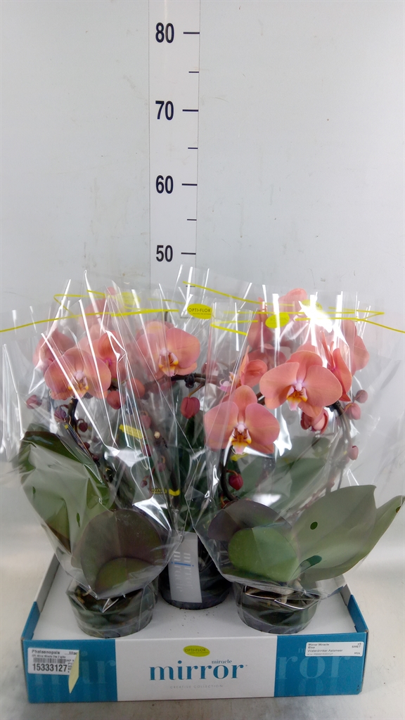 Горшечные цветы и растения оптом Phalaenopsis   ...lilac от 5шт из Голландии с доставкой по России