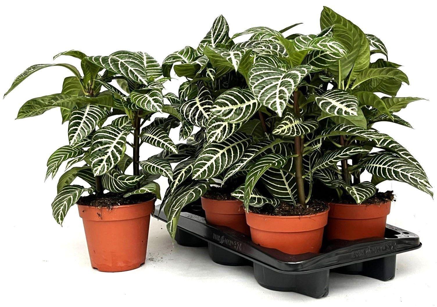 Горшечные цветы и растения оптом Aphel Sq Dania от 6шт из Голландии с доставкой по России