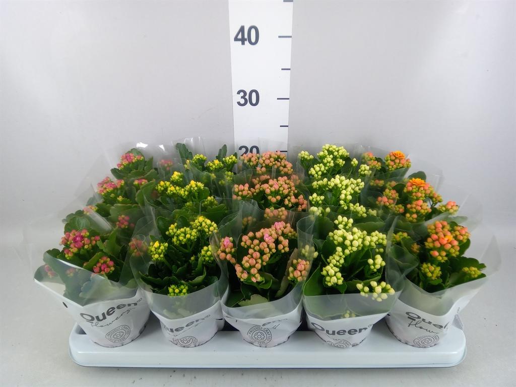 Горшечные цветы и растения оптом Kalanchoe Blos. ..rosebud Mix 5 от 15шт (для телеги) из Голландии с доставкой по России