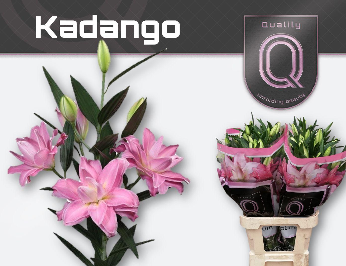 Срезанные цветы оптом Lilium or kadango от 40шт из Голландии с доставкой по России
