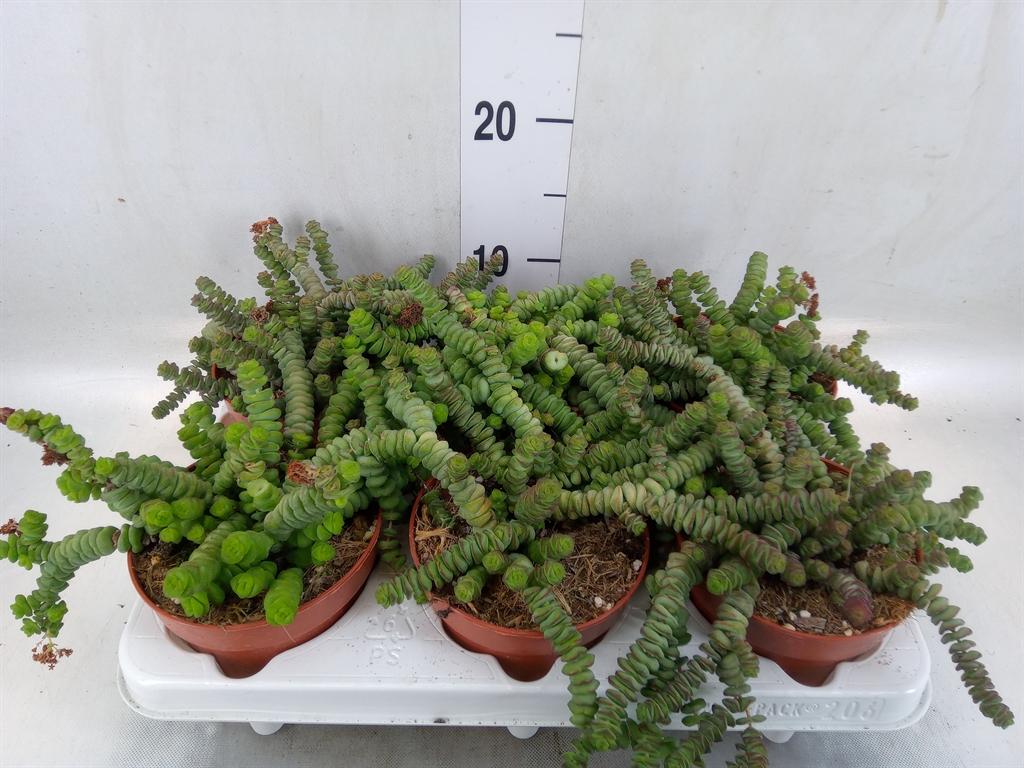 Горшечные цветы и растения оптом Crassula Marnieriana от 6шт из Голландии с доставкой по России