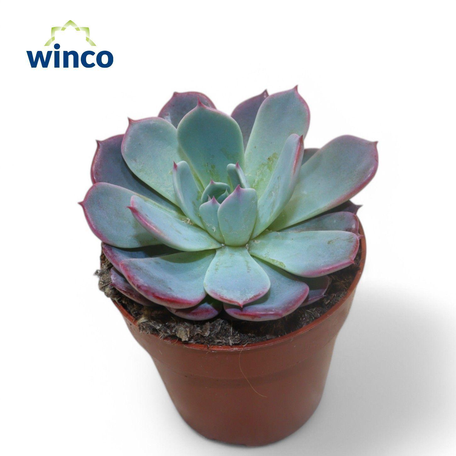 Горшечные цветы и растения оптом Echeveria Colorata от 18шт (для телеги) из Голландии с доставкой по России