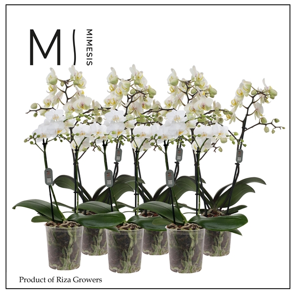 Горшечные цветы и растения оптом Phal 2st Multi White 22+ (orchid Growers) от 10шт из Голландии с доставкой по России