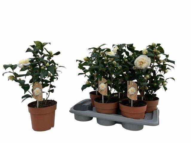 Горшечные цветы и растения оптом Came J Brushf Yellow от 6шт из Голландии с доставкой по России