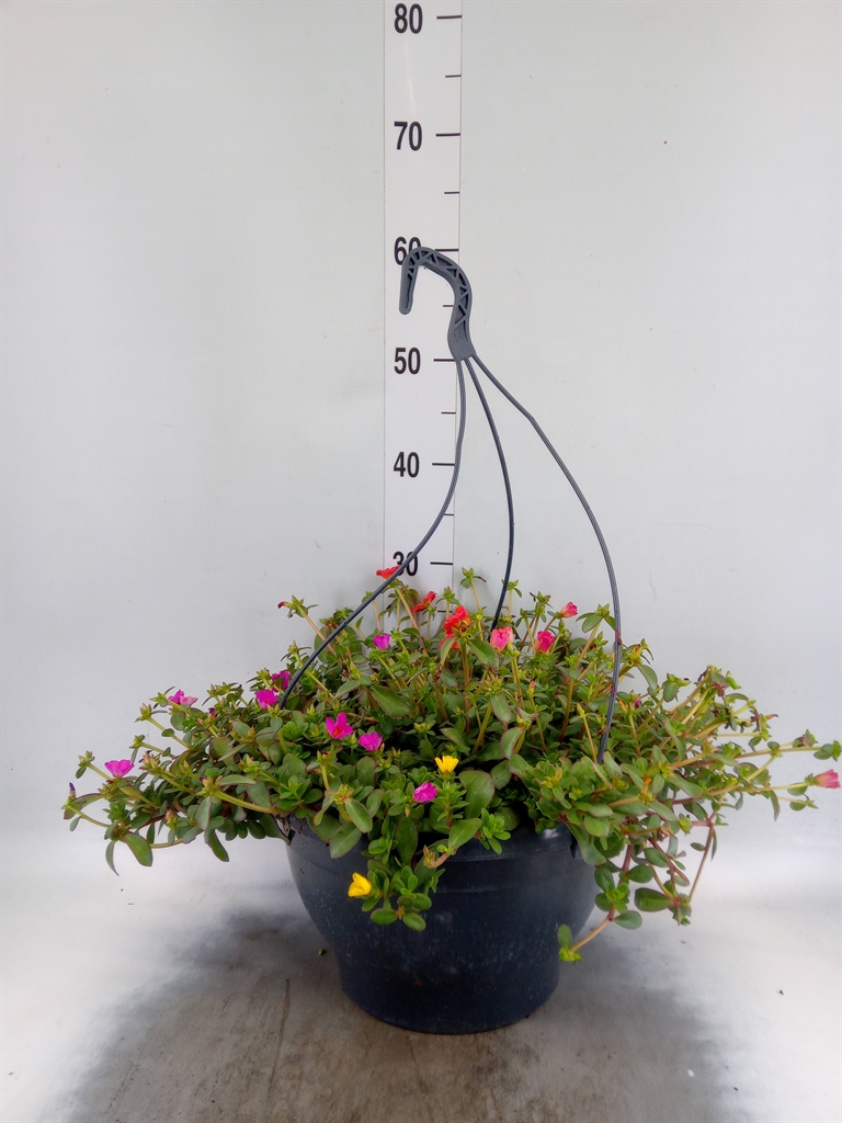 Горшечные цветы и растения оптом Portulaca   ...mix от 1шт из Голландии с доставкой по России