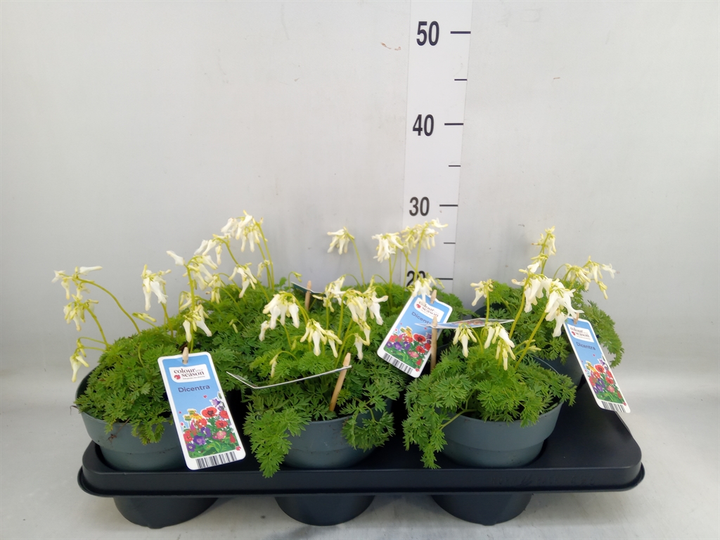 Горшечные цветы и растения оптом Dicentra   ... от 6шт из Голландии с доставкой по России