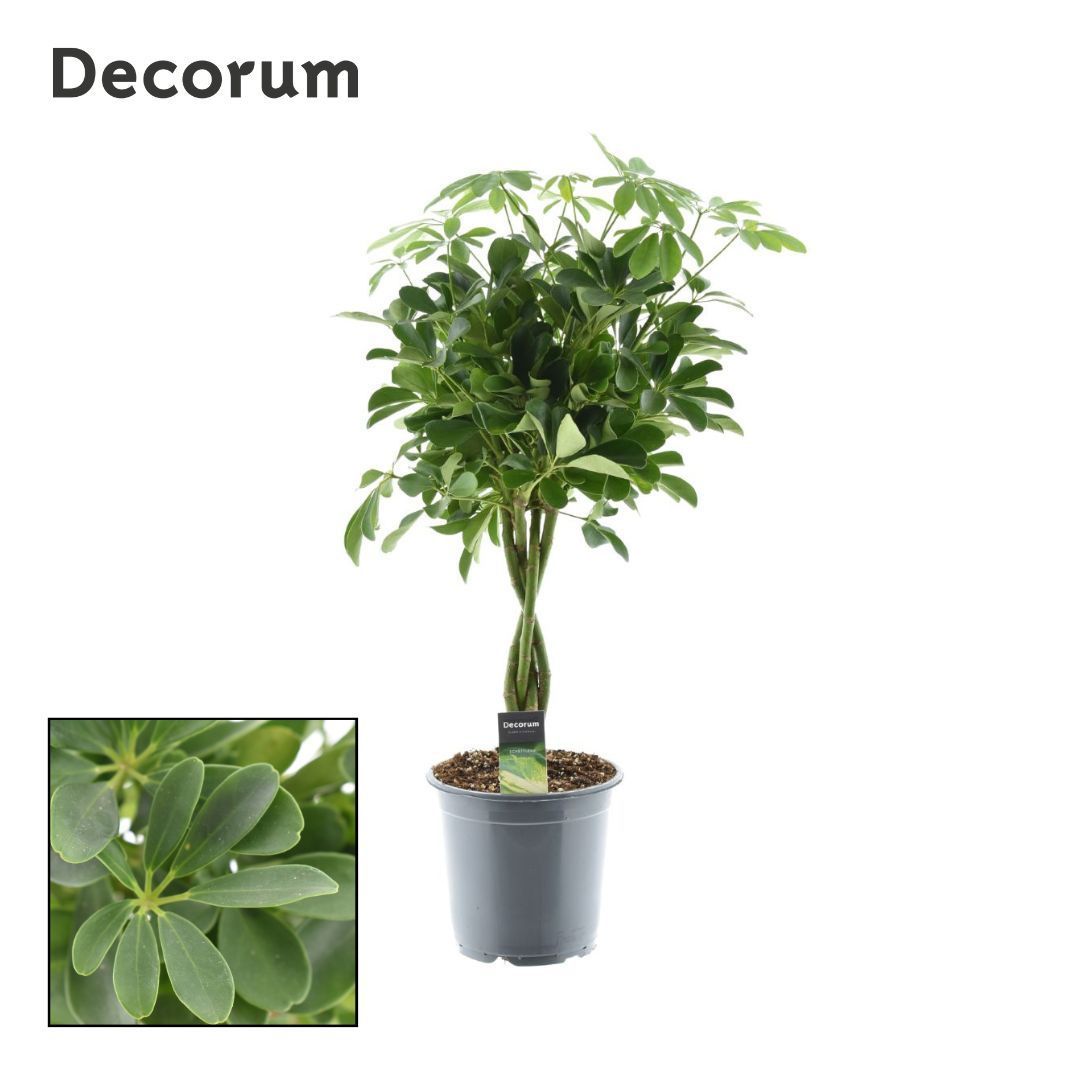 Горшечные цветы и растения оптом Schefflera Compacta Nora Twisted от 3шт из Голландии с доставкой по России