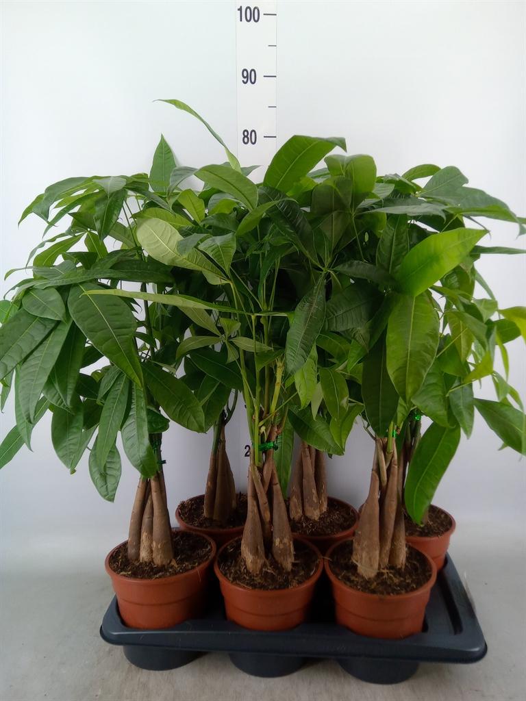 Горшечные цветы и растения оптом Pachira Aquatica от 6шт из Голландии с доставкой по России