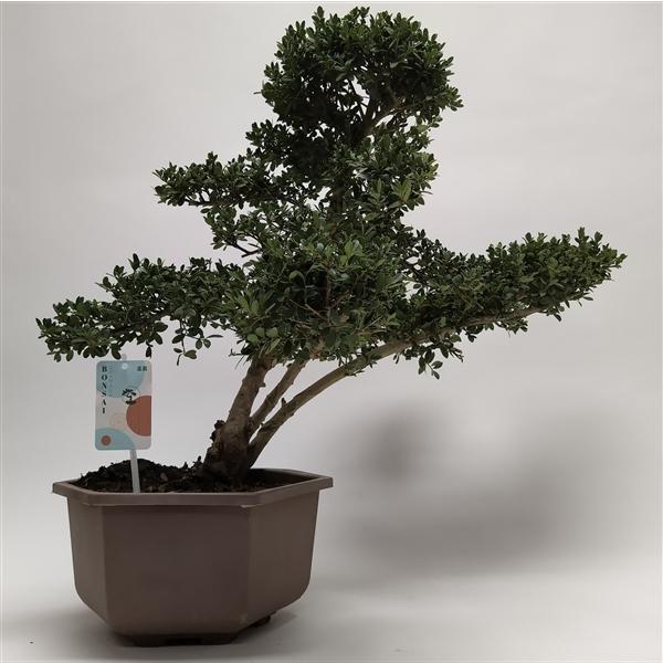 Горшечные цветы и растения оптом Bonsai Ilex In Hexagon от 1шт из Голландии с доставкой по России