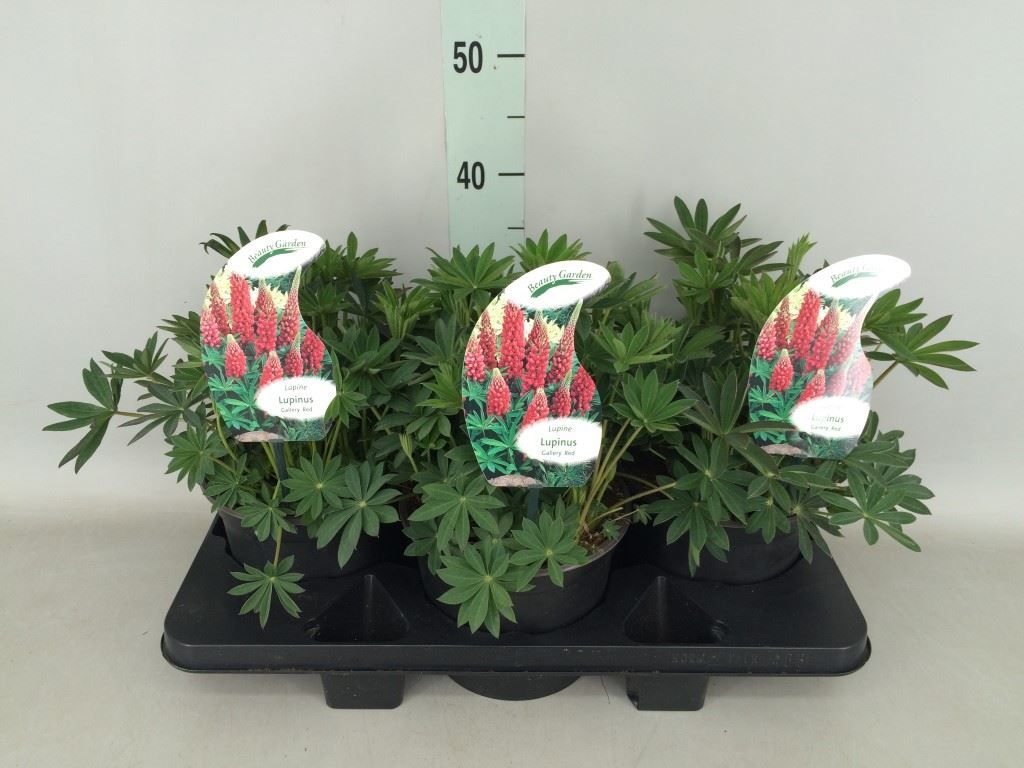 Горшечные цветы и растения оптом Lupinus ... от 3шт из Голландии с доставкой по России Горшечные цветы и растения оптом Lupinus ... от 3шт из Голландии с доставкой по России