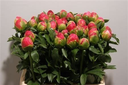 Срезанные цветы оптом Paeonia coral sunset от 40шт из Голландии с доставкой по России