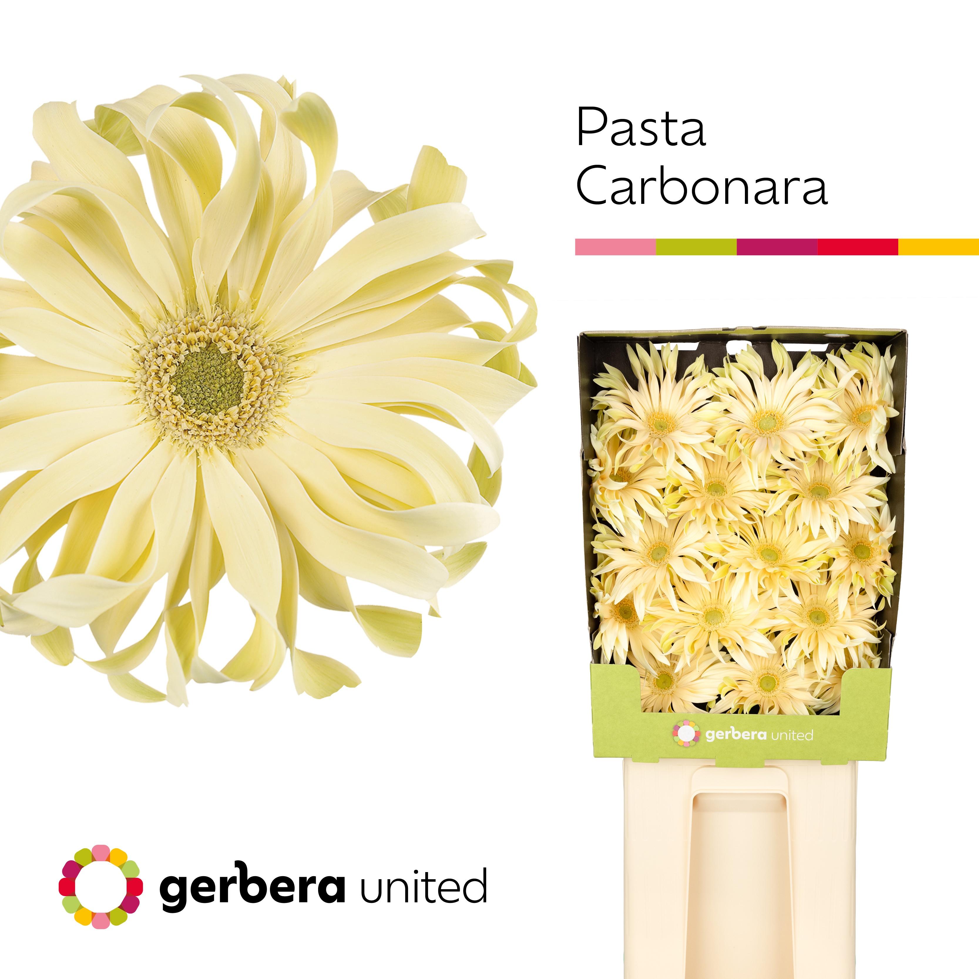 Срезанные цветы оптом Gerbera diamond pasta carbonara от 45шт из Голландии с доставкой по России