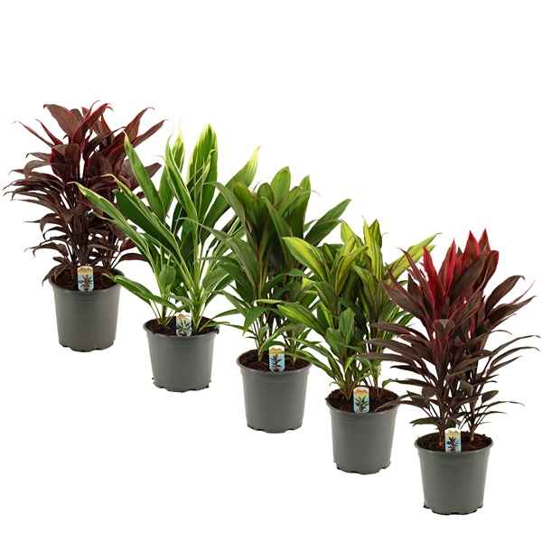 Горшечные цветы и растения оптом Cordyline Mix 3pp от 5шт из Голландии с доставкой по России