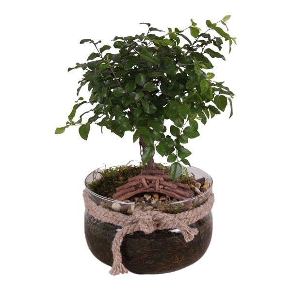 Горшечные цветы и растения оптом Bonsai Ball-shape Mixed In Vase With Rope от 4шт из Голландии с доставкой по России