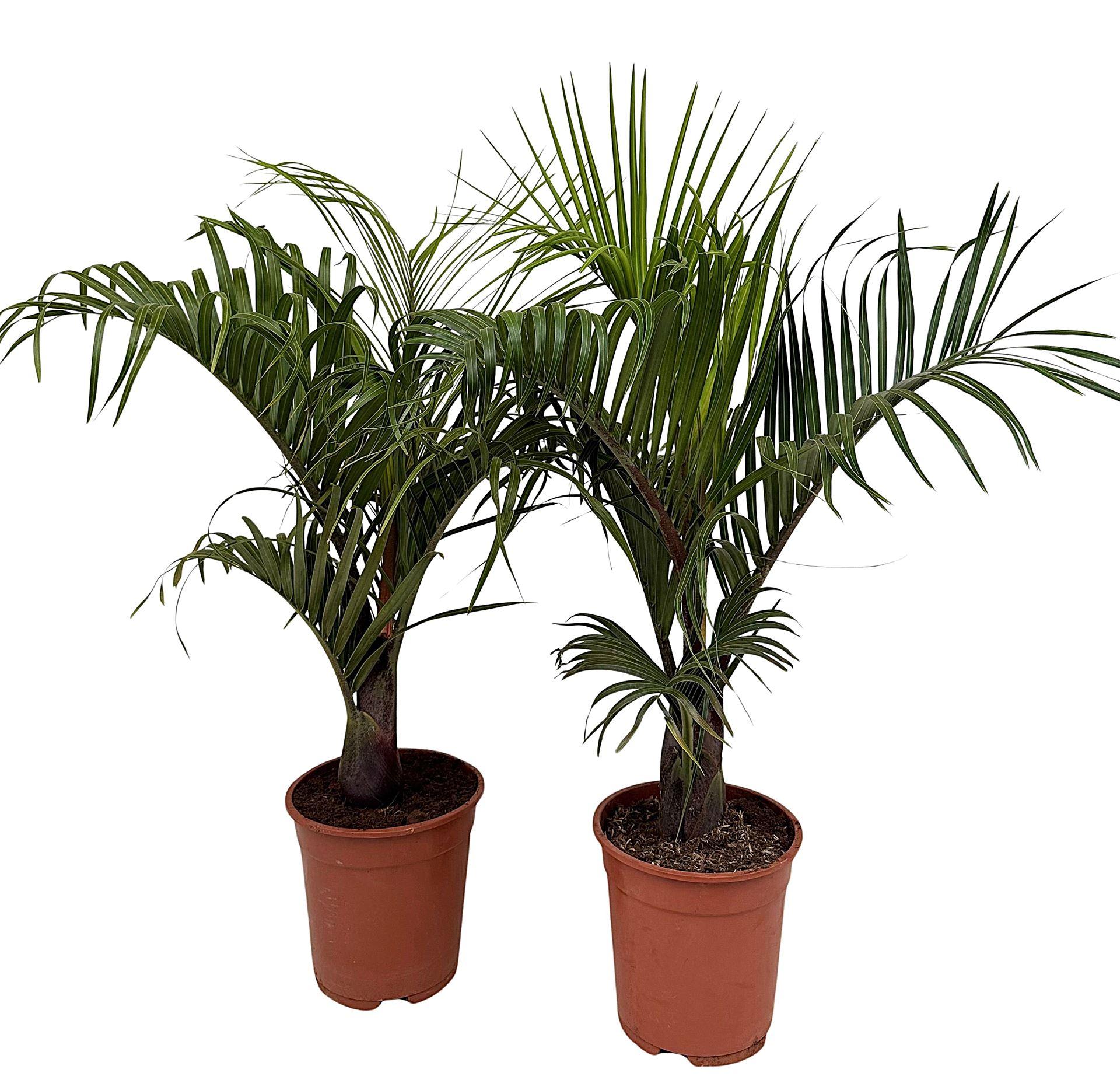 Горшечные цветы и растения оптом Dypsis Decaryi от 1шт из Голландии с доставкой по России