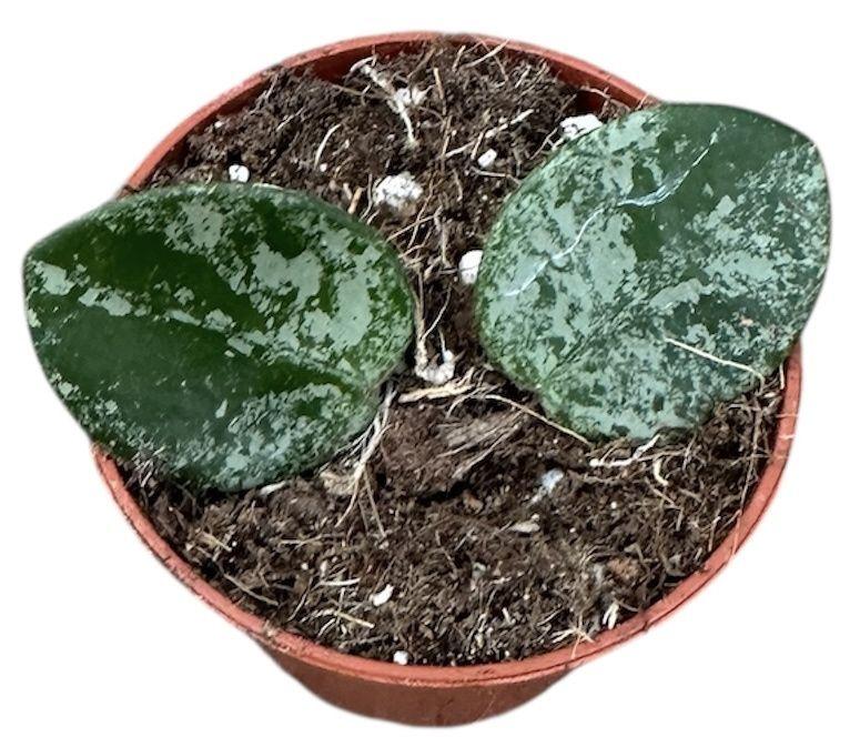 Горшечные цветы и растения оптом Hoya Mathilde Splash от 1шт (для телеги) из Голландии с доставкой по России