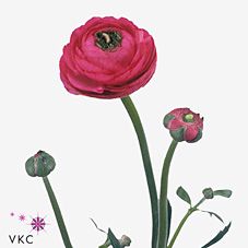 Срезанные цветы оптом Ranunculus hot pink от 100шт из Голландии с доставкой по России