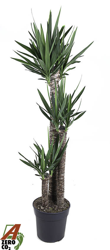 Горшечные цветы и растения оптом Yucca 120-90-45 3+ от 1шт из Голландии с доставкой по России
