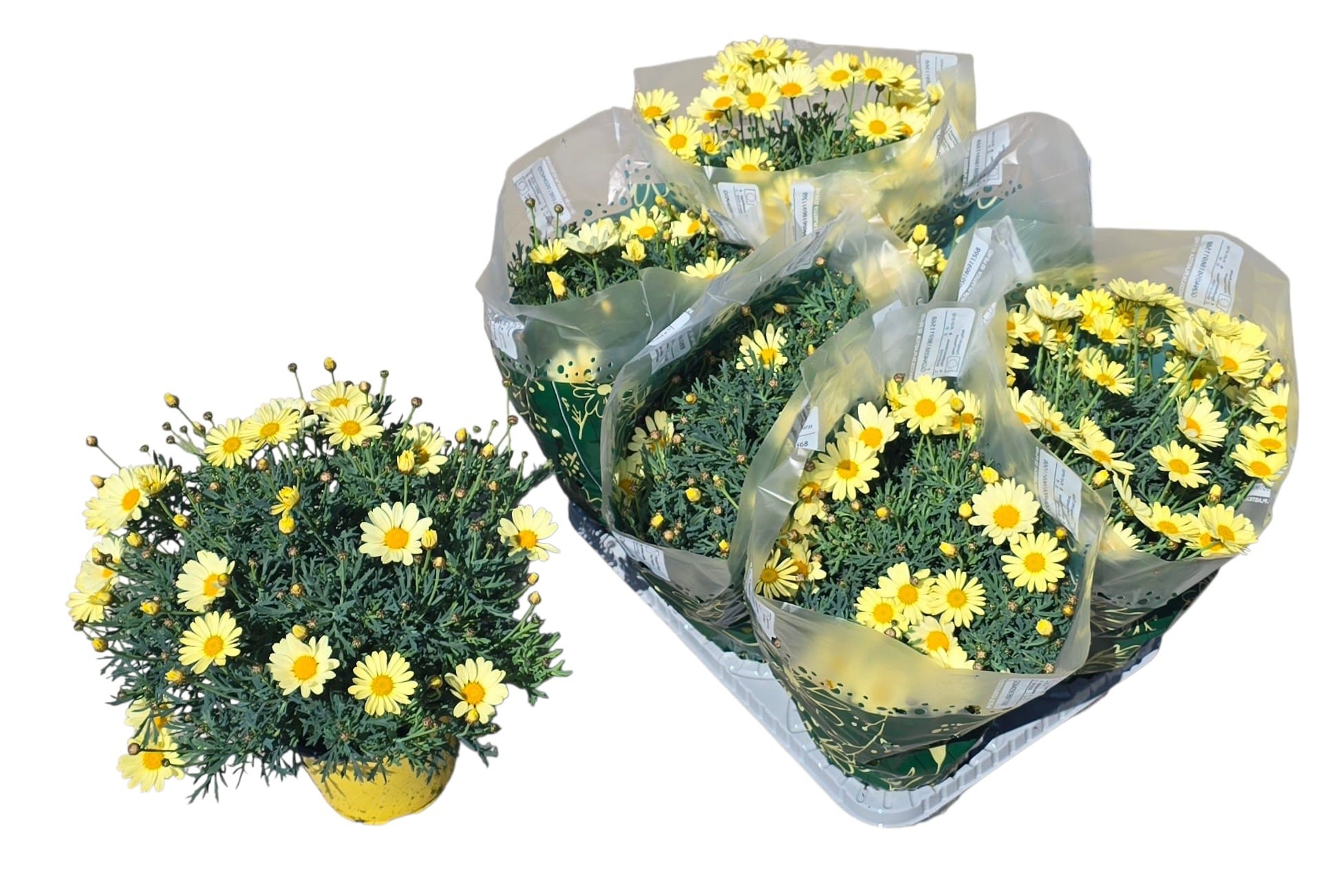 Горшечные цветы и растения оптом Arg Giada от 6шт из Голландии с доставкой по России