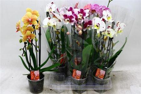 Горшечные цветы и растения оптом Phalaenopsis Multi.   ...mix  5 от 8шт (для телеги)'' из Голландии с доставкой по России