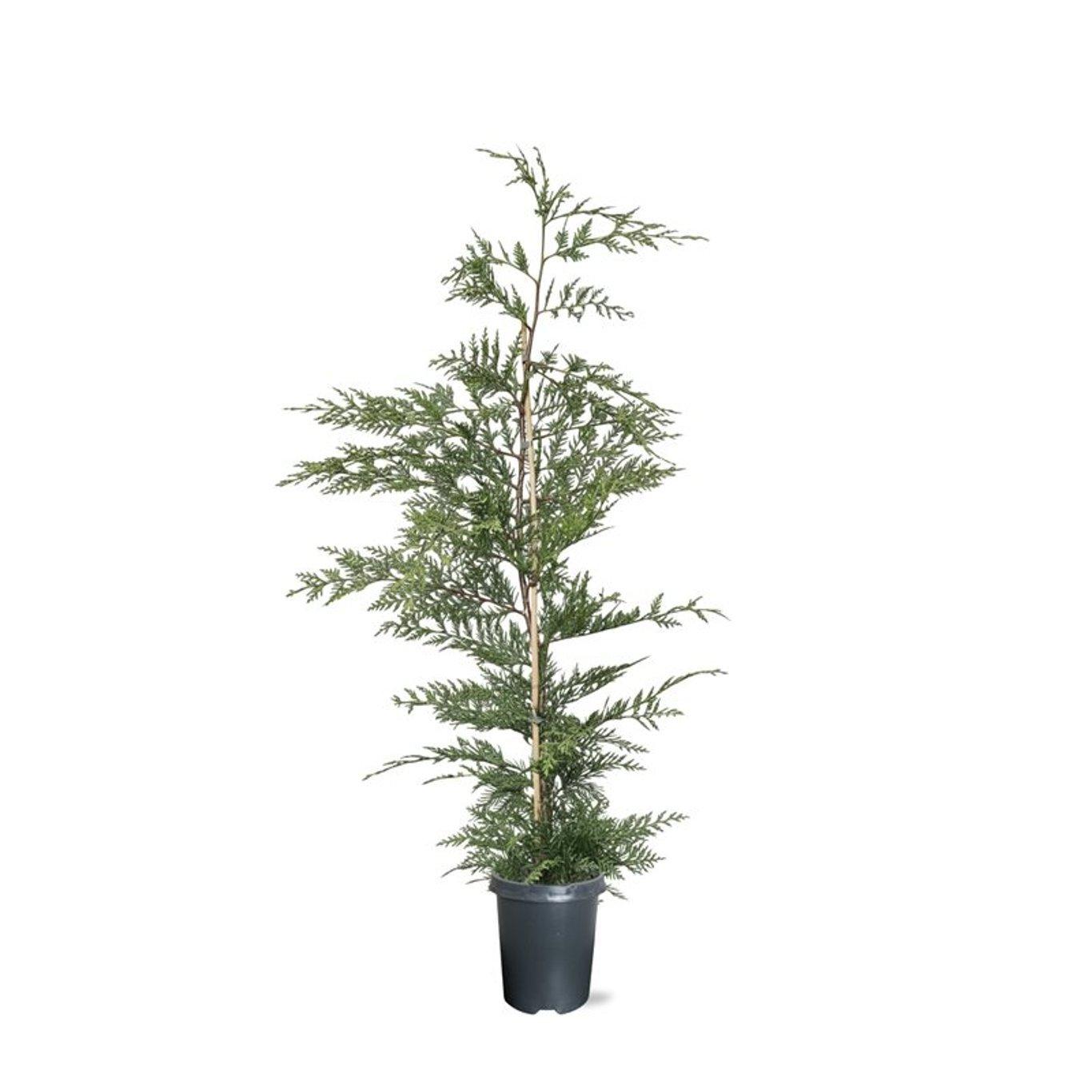 Горшечные цветы и растения оптом Cupressocyparis Leylandii от 1шт из Голландии с доставкой по России