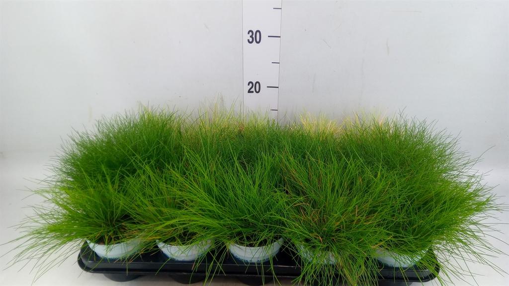 Горшечные цветы и растения оптом Siergras   ...mix 3 /tray   [grass] от 15шт из Голландии с доставкой по России