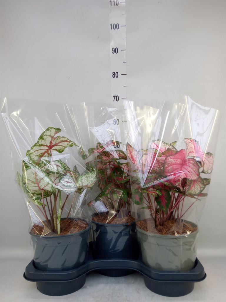 Горшечные цветы и растения оптом Caladium   ...mix от 3шт из Голландии с доставкой по России