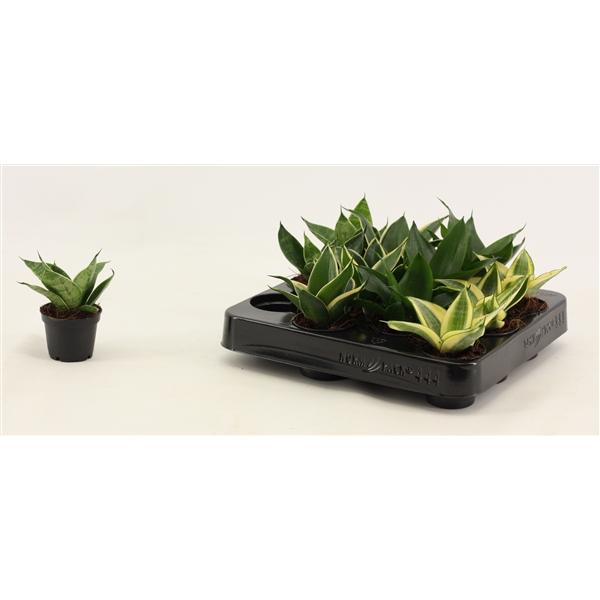 Горшечные цветы и растения оптом Sansevieria Hahnii  Mix от 20шт (для телеги) из Голландии с доставкой по России