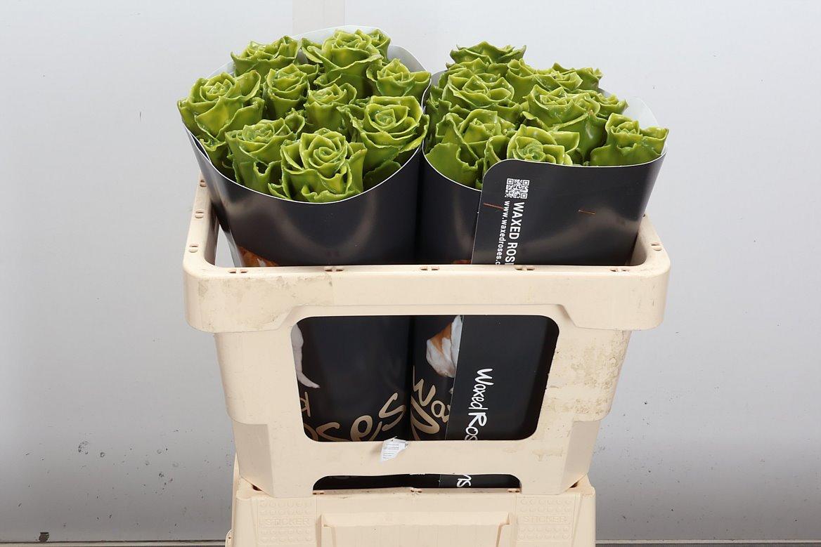 Срезанные цветы оптом Rosa large wax olive green от 20шт из Голландии с доставкой по России