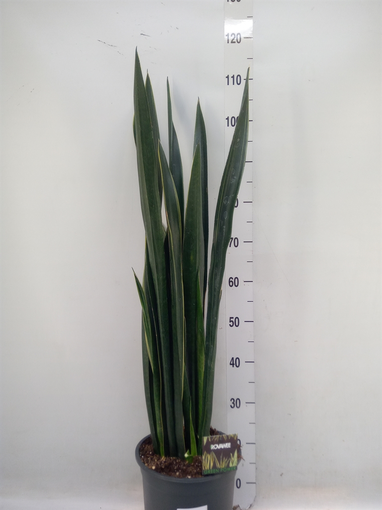 Горшечные цветы и растения оптом Sansevieria   ... от 1шт из Голландии с доставкой по России