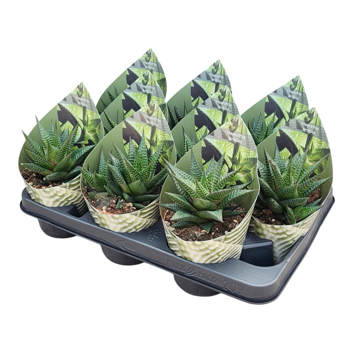 Горшечные цветы и растения оптом Haworthia Limifolia Potcover от 9шт из Голландии с доставкой по России