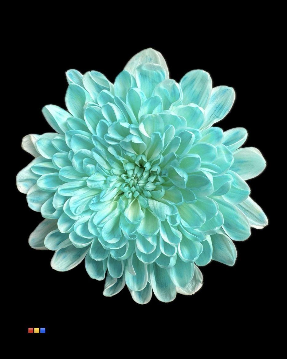 Срезанные цветы оптом Chrys sp paint altaj pastel mint от 40шт из Голландии с доставкой по России