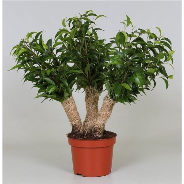 Горшечные цветы и растения оптом Ficus Be Crazy Tree от 10шт из Голландии с доставкой по России