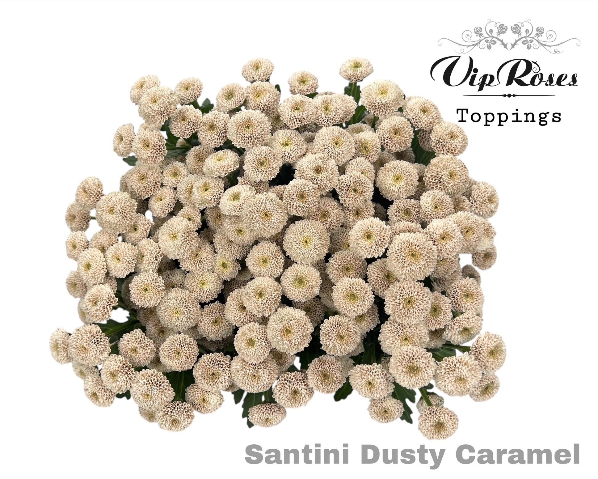 Срезанные цветы оптом Chrys sa paint dusty caramel от 50шт из Голландии с доставкой по России