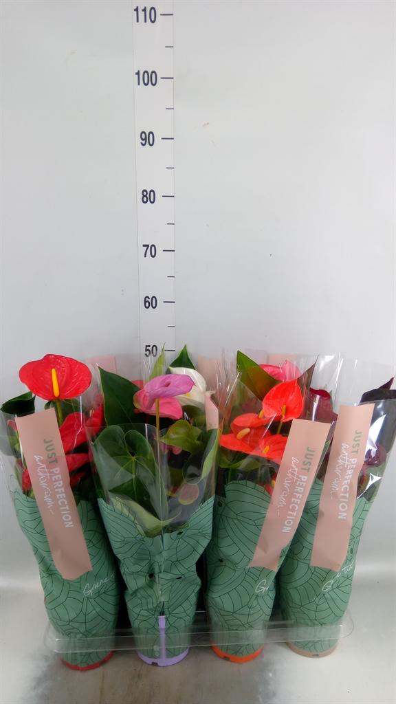 Горшечные цветы и растения оптом Anthurium   ...mix от 7шт из Голландии с доставкой по России