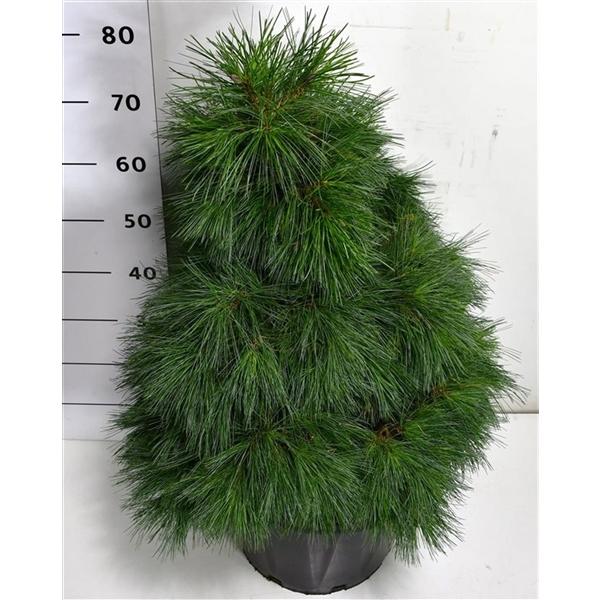 Горшечные цветы и растения оптом Pinus Strobus Niagara Falls от 1шт из Голландии с доставкой по России