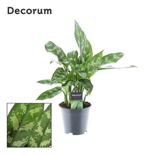 Горшечные цветы и растения оптом Aglaonema Maria (decorum) от 7шт из Голландии с доставкой по России