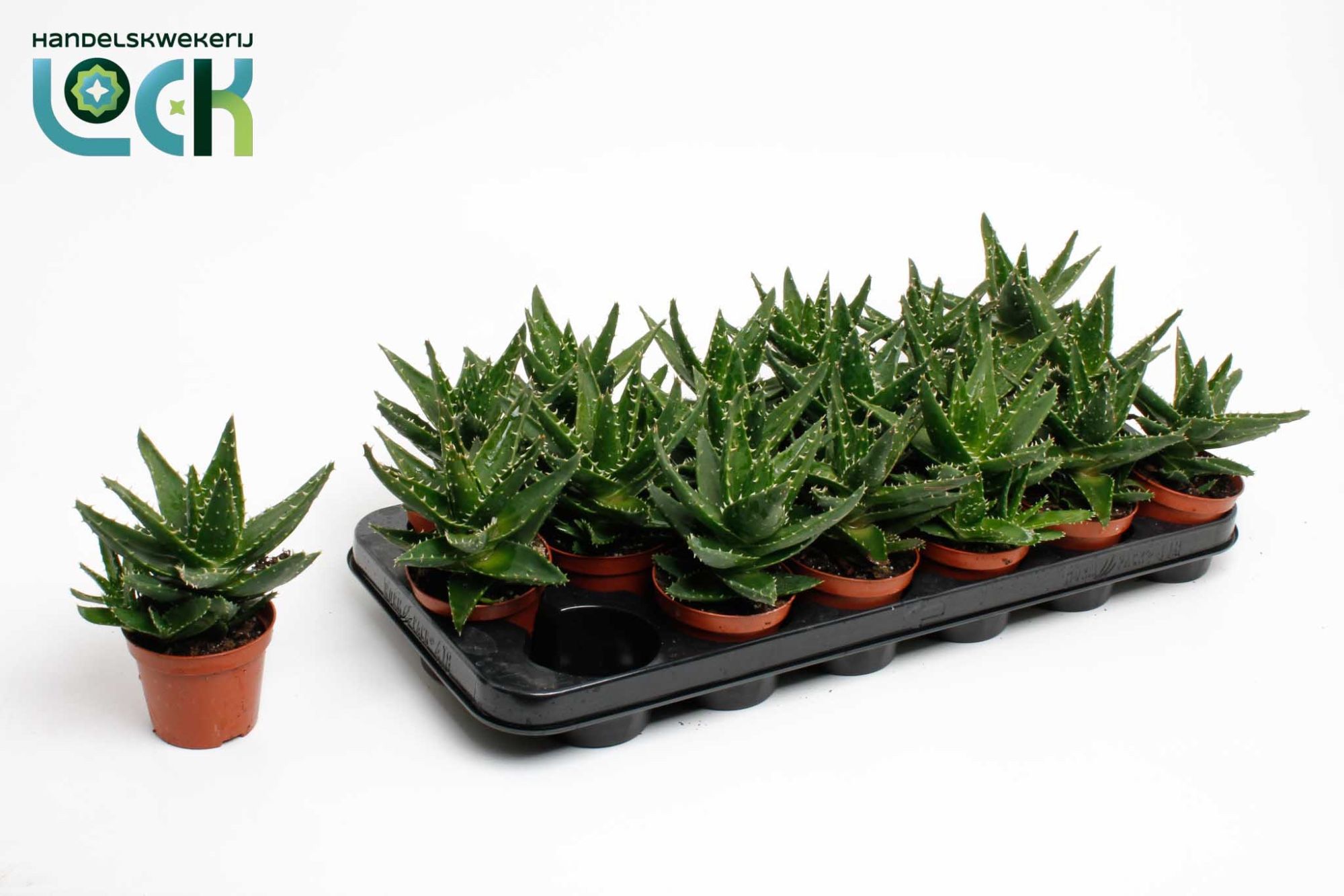 Горшечные цветы и растения оптом Aloe Perfoliata от 12шт (для телеги) из Голландии с доставкой по России