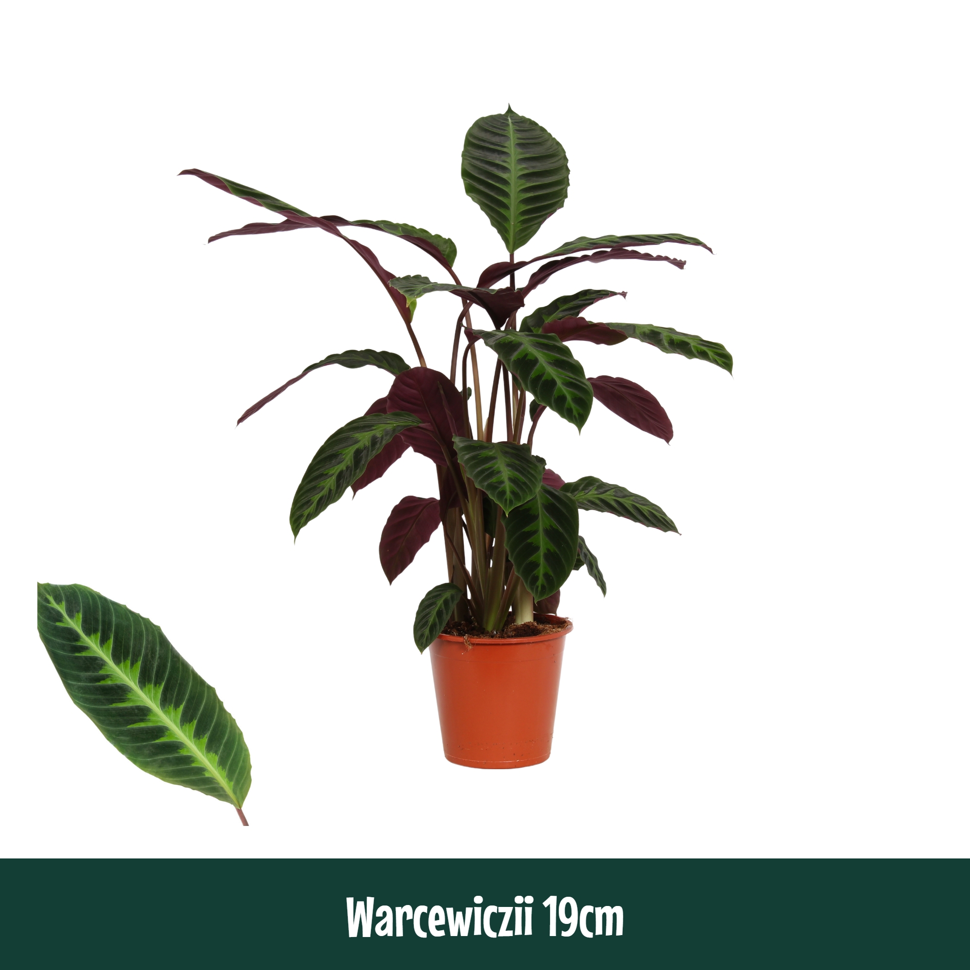 Горшечные цветы и растения оптом Calathea Warcewiczii от 1шт из Голландии с доставкой по России