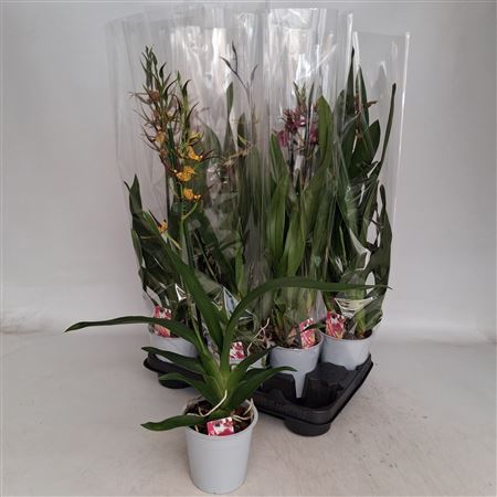 Горшечные цветы и растения оптом Brassia Summer Dream 1-2 Branches от 8шт из Голландии с доставкой по России