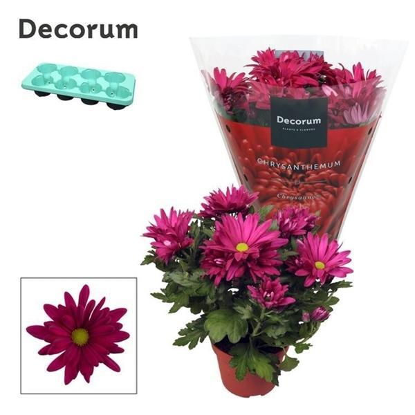 Горшечные цветы и растения оптом Chrys Margarita Purple (decorum) от 8шт из Голландии с доставкой по России