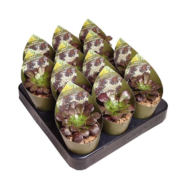 Горшечные цветы и растения оптом Aeonium Arboreum Atropurpureum Potcover от 12шт (для телеги) из Голландии с доставкой по России