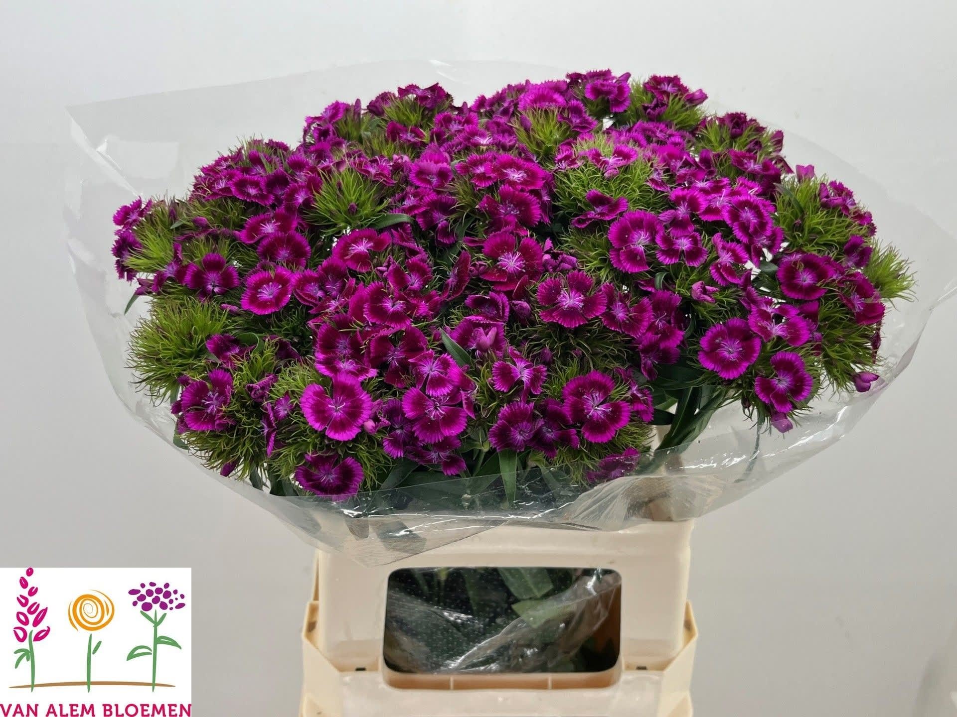 Срезанные цветы оптом Dianthus br sweet will magenta bicolour от 50шт из Голландии с доставкой по России