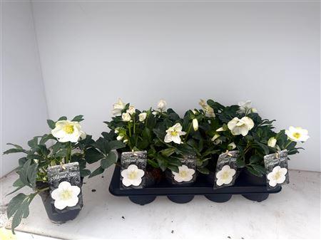 Горшечные цветы и растения оптом Hell Ni Advent Star 8+ Bloemen+ от 8шт из Голландии с доставкой по России