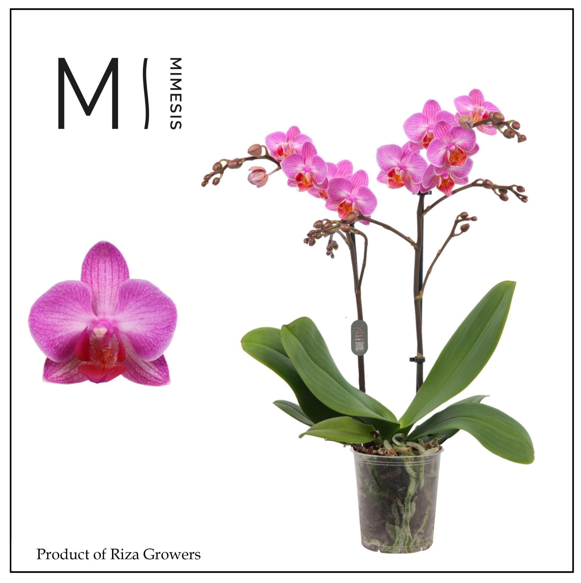 Горшечные цветы и растения оптом Phal 2st Stuttgart 16+ (orchid Growers) от 12шт (для телеги) из Голландии с доставкой по России
