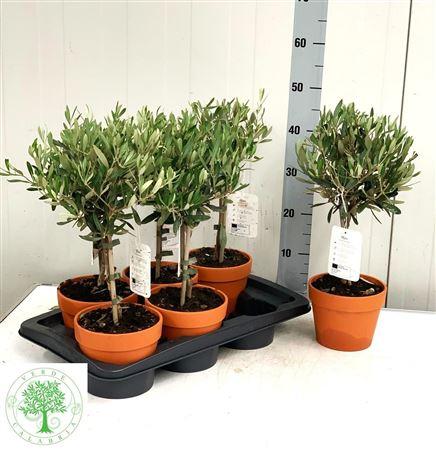 Горшечные цветы и растения оптом Olea Europaea In Terracotta Pot от 6шт из Голландии с доставкой по России